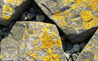 Basalt stones at the coast (IJselmeerdijk)
